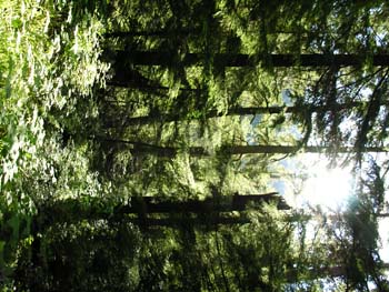 Priest Lake Area Photographs (789)
