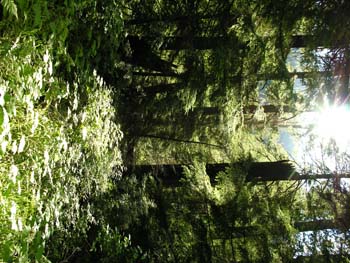 Priest Lake Area Photographs (790)