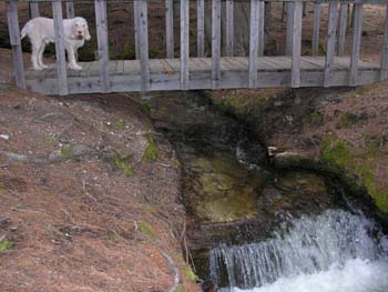 Priest Lake Area Photographs (801)