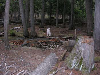 Priest Lake Area Photographs (811)