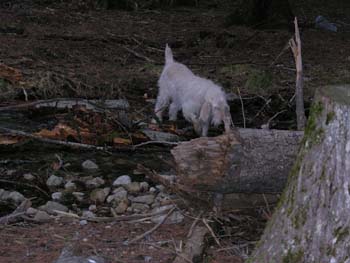 Priest Lake Area Photographs (812)
