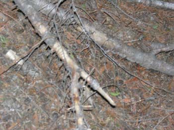 Priest Lake Area Photographs (813)