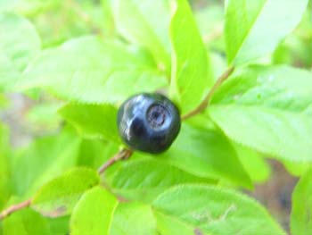 Priest Lake Area Photographs (863)