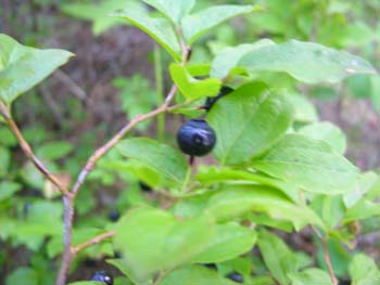 Priest Lake Area Photographs (867)