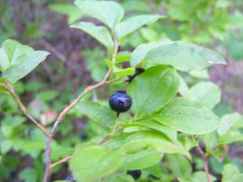 Priest Lake Area Photographs (868)