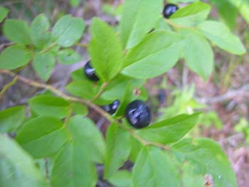 Priest Lake Area Photographs (870)