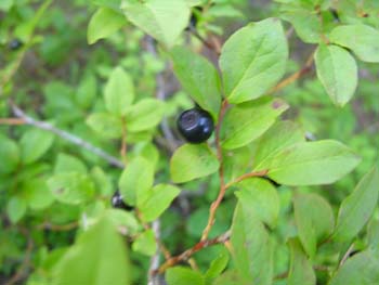 Priest Lake Area Photographs (871)