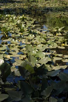 Priest Lake Area Photographs (9)