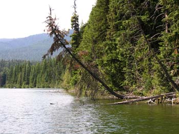 Priest Lake Area Photographs (915)