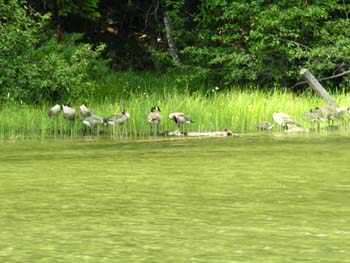 Priest Lake Area Photographs (934)