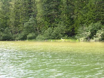 Priest Lake Area Photographs (936)