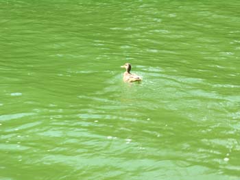 Priest Lake Area Photographs (951)