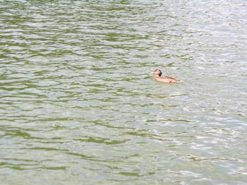 Priest Lake Area Photographs (952)