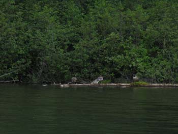 Priest Lake Area Photographs (993)