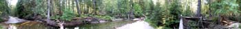 forestscene1