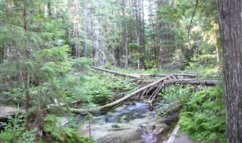 forestscene2