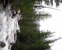 LIONHEAD_RAPIDS