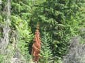 Priest Lake Area (32)