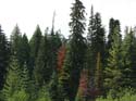 Priest Lake Area (34)