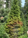 Priest Lake Area (35)