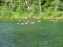 Priest Lake Area (47)