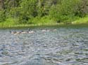 Priest Lake Area (48)