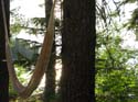 Priest Lake Area (55)
