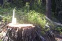 Priest Lake Area Photographs (1)
