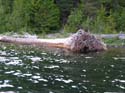 Priest Lake Area Photographs (1009)