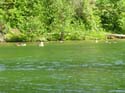 Priest Lake Area Photographs (1031)