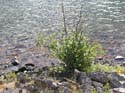 Priest Lake Area Photographs (1327)