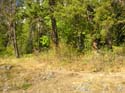 Priest Lake Area Photographs (1342)
