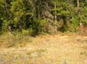 Priest Lake Area Photographs (1343)
