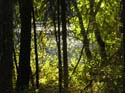 Priest Lake Area Photographs (1390)