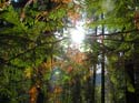 Priest Lake Area Photographs (1393)
