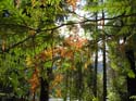 Priest Lake Area Photographs (1394)
