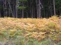 Priest Lake Area Photographs (1408)