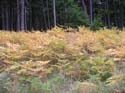 Priest Lake Area Photographs (1409)