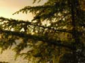 Priest Lake Area Photographs (217)