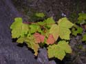 Priest Lake Area Photographs (255)