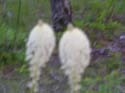 Priest Lake Area Photographs (257)