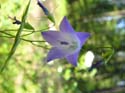 Priest Lake Area Photographs (281)