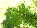 Priest Lake Area Photographs (282)