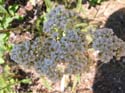 Priest Lake Area Photographs (284)