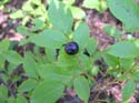 Priest Lake Area Photographs (289)