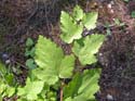 Priest Lake Area Photographs (292)