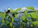 Priest Lake Area Photographs (296)