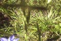 Priest Lake Area Photographs (3)