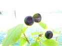 Priest Lake Area Photographs (300)