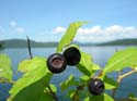 Priest Lake Area Photographs (301)